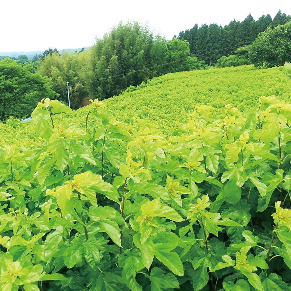 mulberry-field 桑畑